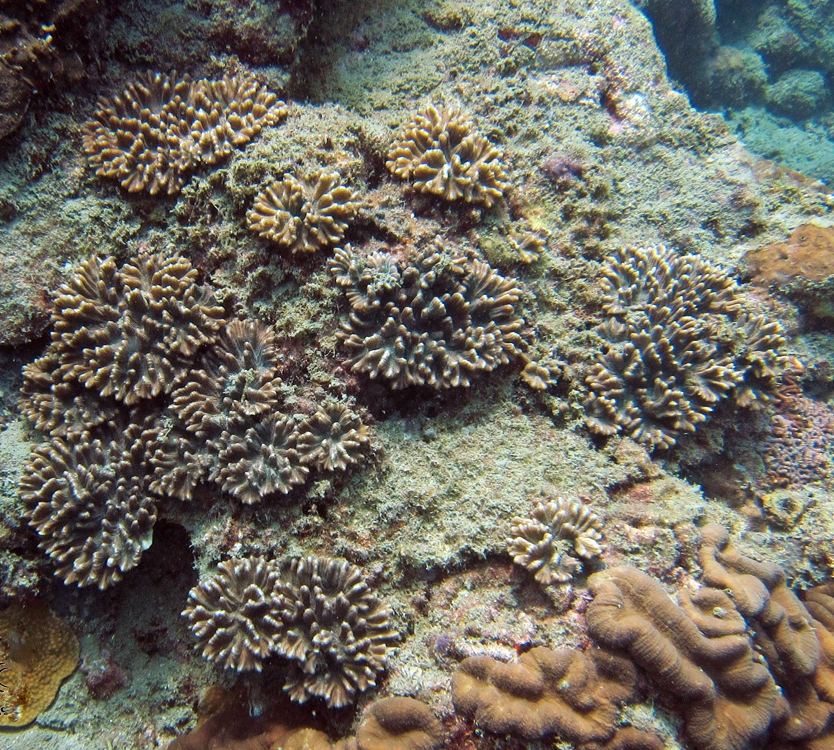 Lettuce coral (Pectinia lactuca) growing on the reef at Koh Ma, Koh Phangan